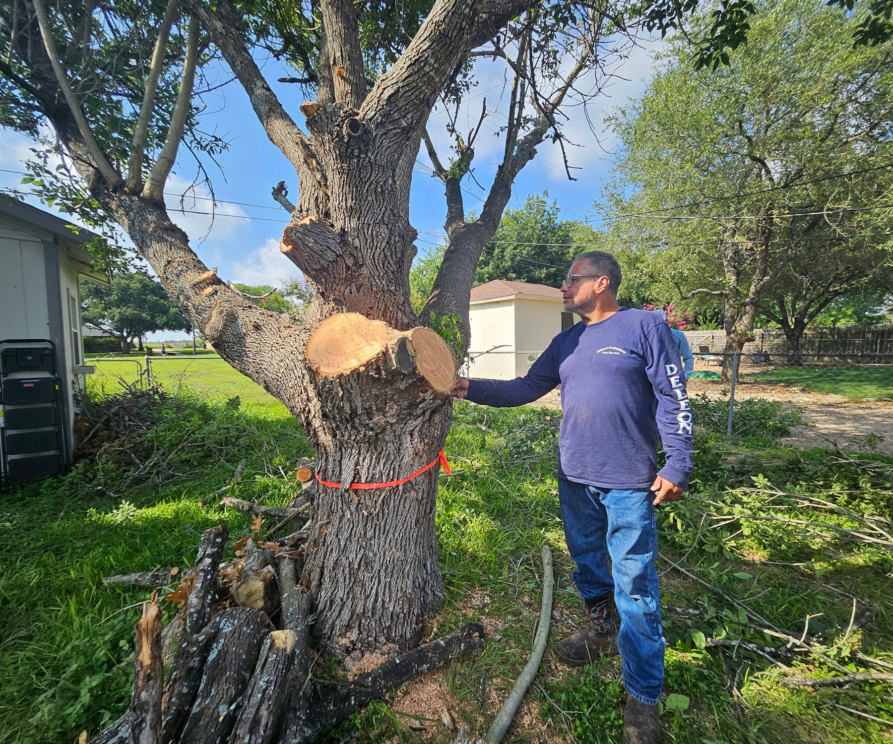 Deleon's tree professional inspecting a large trimmed tree